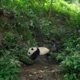 LES PANDAS DÉBARQUENT AU VIEUX-PORT DE MONTRÉAL EN IMAX 3D