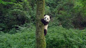 LES PANDAS DÉBARQUENT AU VIEUX-PORT DE MONTRÉAL EN IMAX 3D