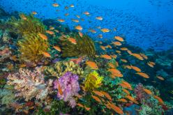 PLONGER DANS L’HABITAT LE MOINS EXPLORÉ DE LA PLANÈTE