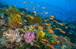 PLONGER DANS L’HABITAT LE MOINS EXPLORÉ DE LA PLANÈTE