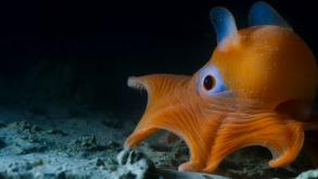 PLONGER DANS L’HABITAT LE MOINS EXPLORÉ DE LA PLANÈTE