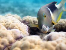 PLONGER DANS L’HABITAT LE MOINS EXPLORÉ DE LA PLANÈTE