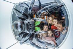 Expo Araignées
