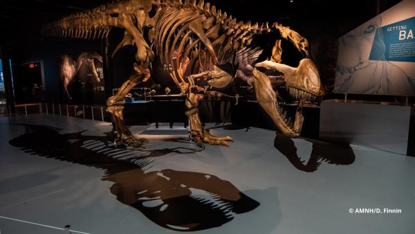 T. rex