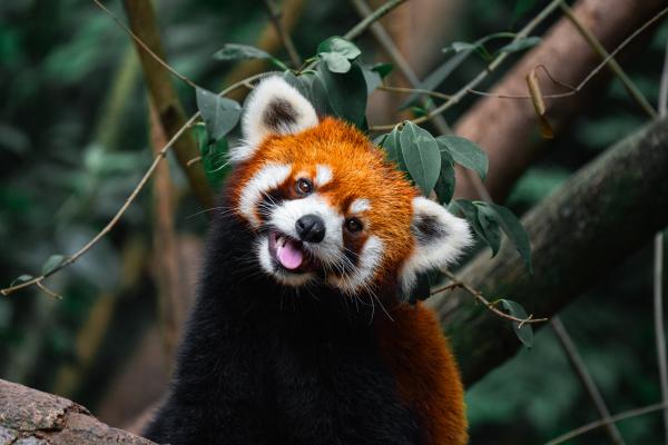 red panda